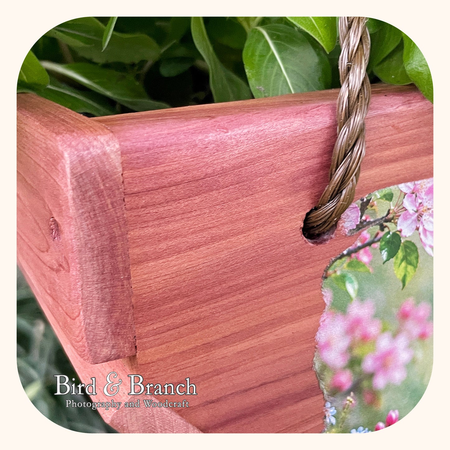 Cardinal hanging cedar basket planter