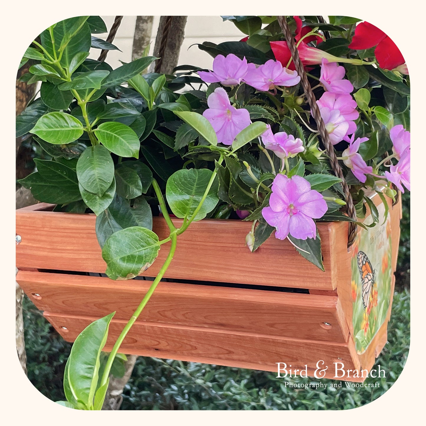 Monarch butterfly hanging cedar basket planter