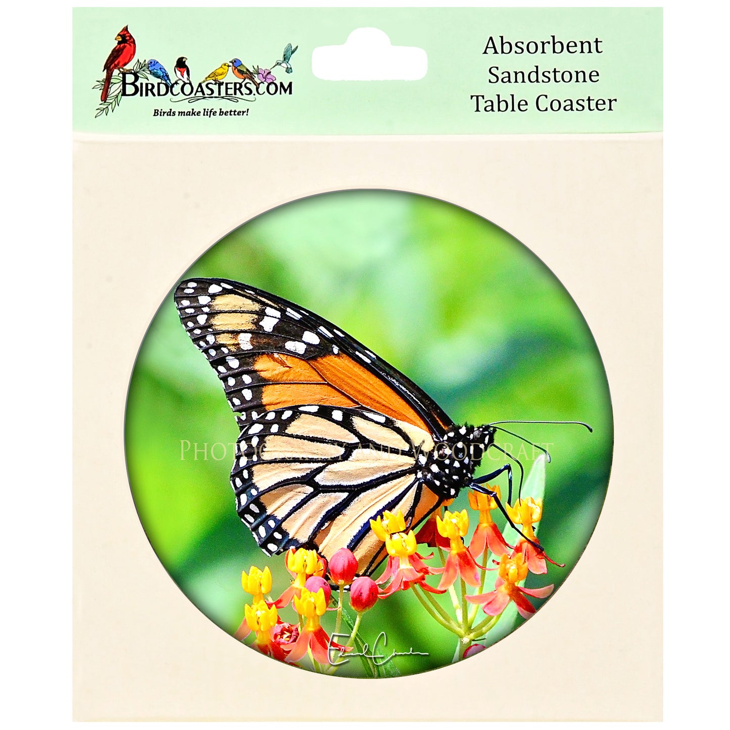 Monarch Butterfly
