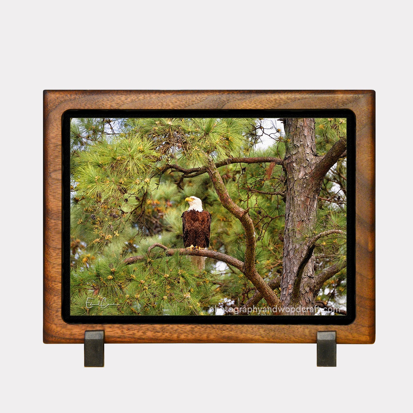 5" x 7" American Bald Eagle. Canvas Print in Solid Wood Floating Frame
