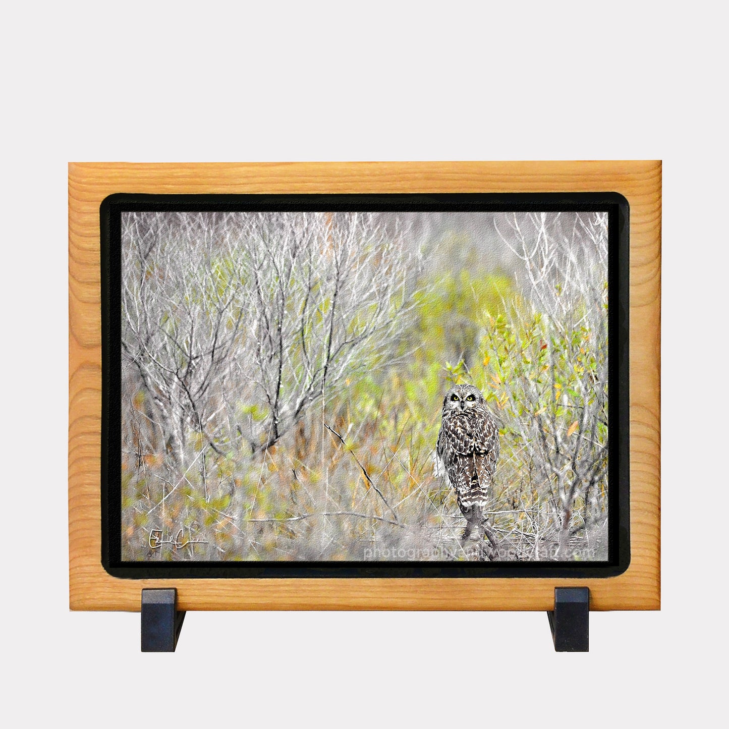 5" x 7" Owl. Canvas Print in Solid Wood Floating Frame