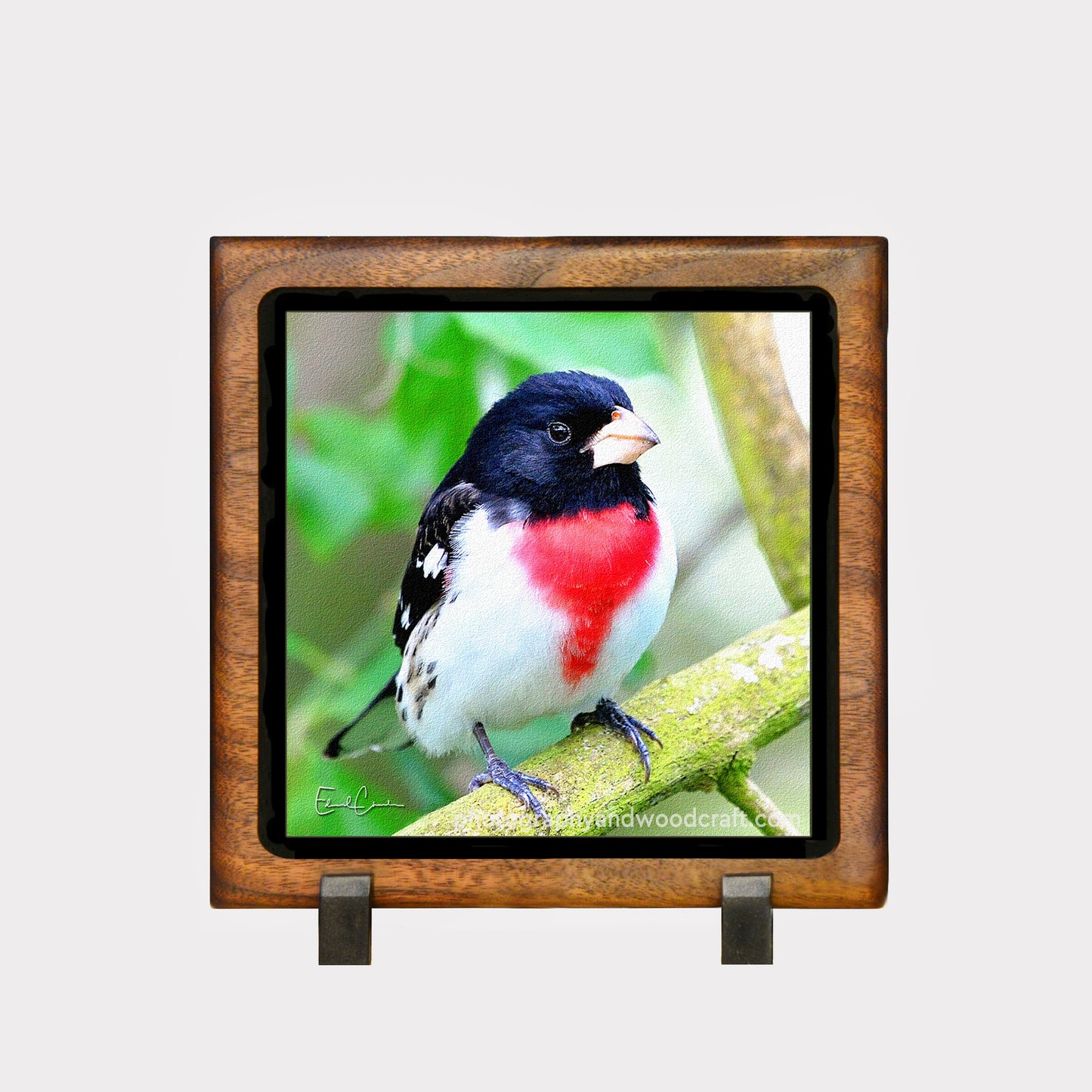 5" x 5" Rose Breasted Grosbeak. Canvas Print in Solid Wood Floating Frame