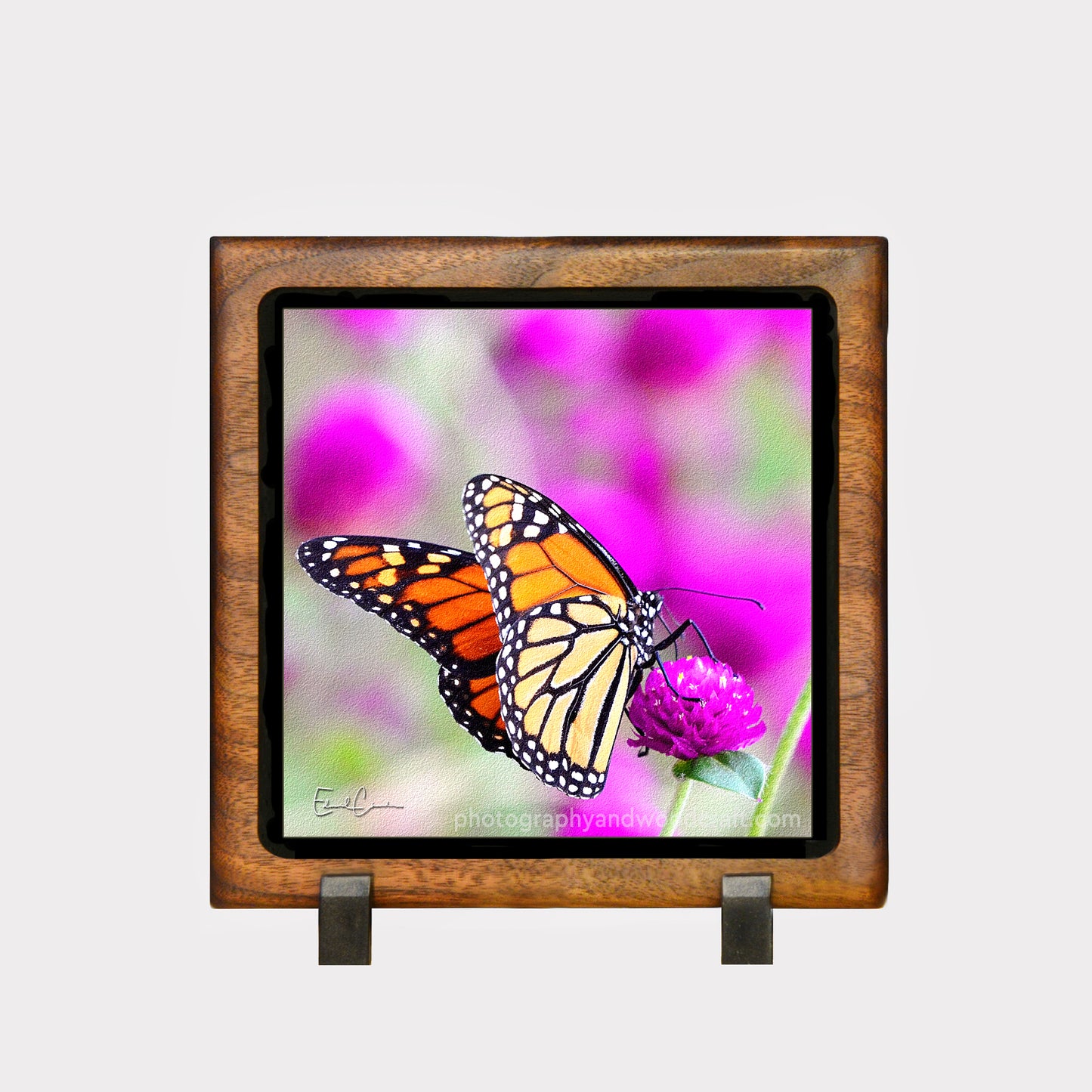 5" x 5" Monarch Butterfly. Canvas Print in Solid Wood Floating Frame