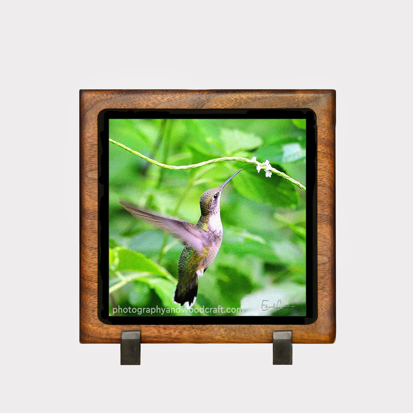 5" x 5" Hummingbird. Canvas Print in Solid Wood Floating Frame