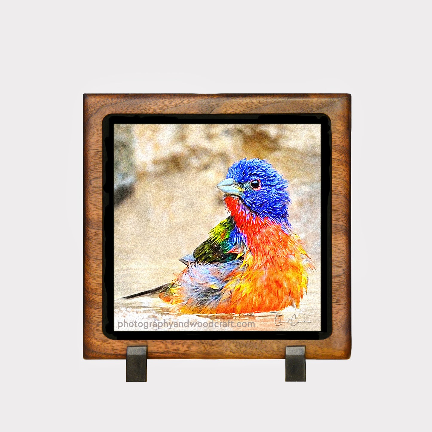 5" x 5" Painted Bunting. Canvas Print in Solid Wood Floating Frame