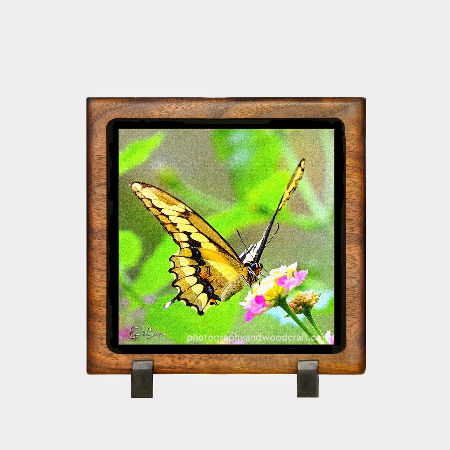 5" x 5" Giant Swallowtail. Canvas Print in Solid Wood Floating Frame