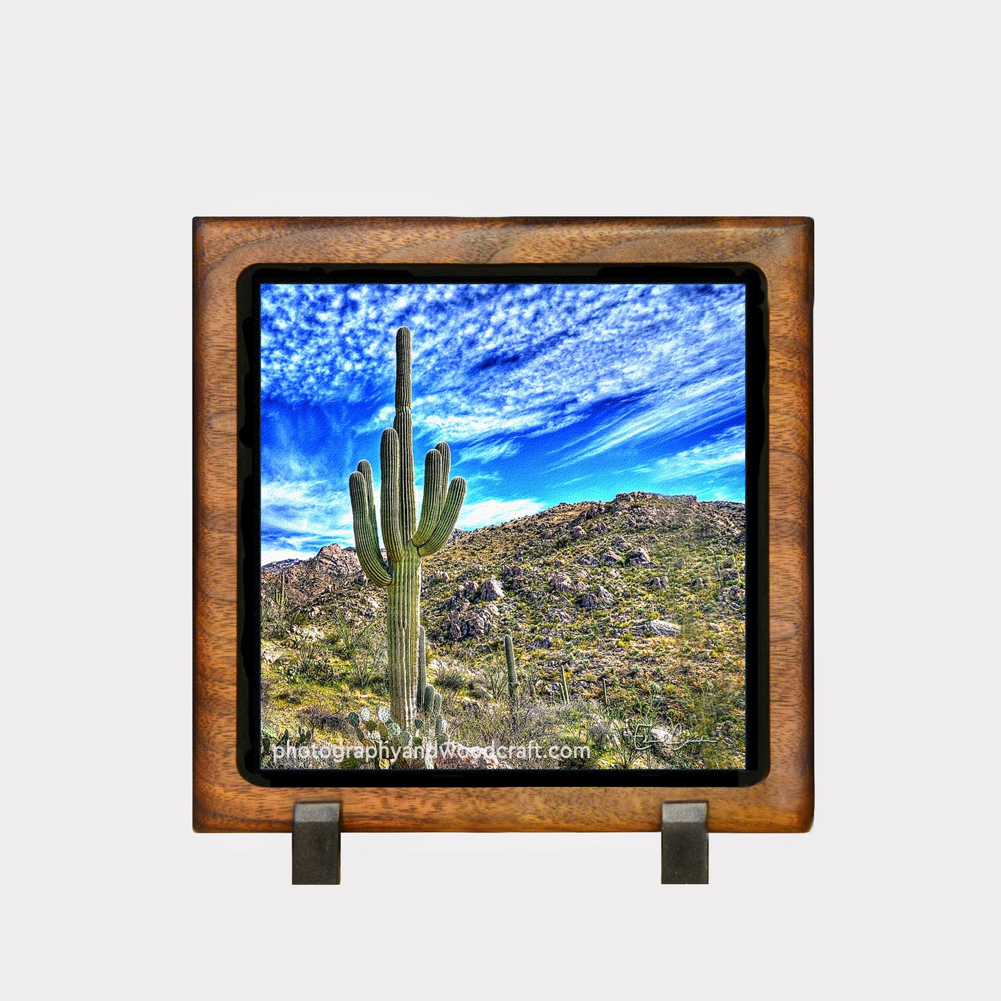 5" x 5" Saguaro cactus. Canvas Print in Solid Wood Floating Frame