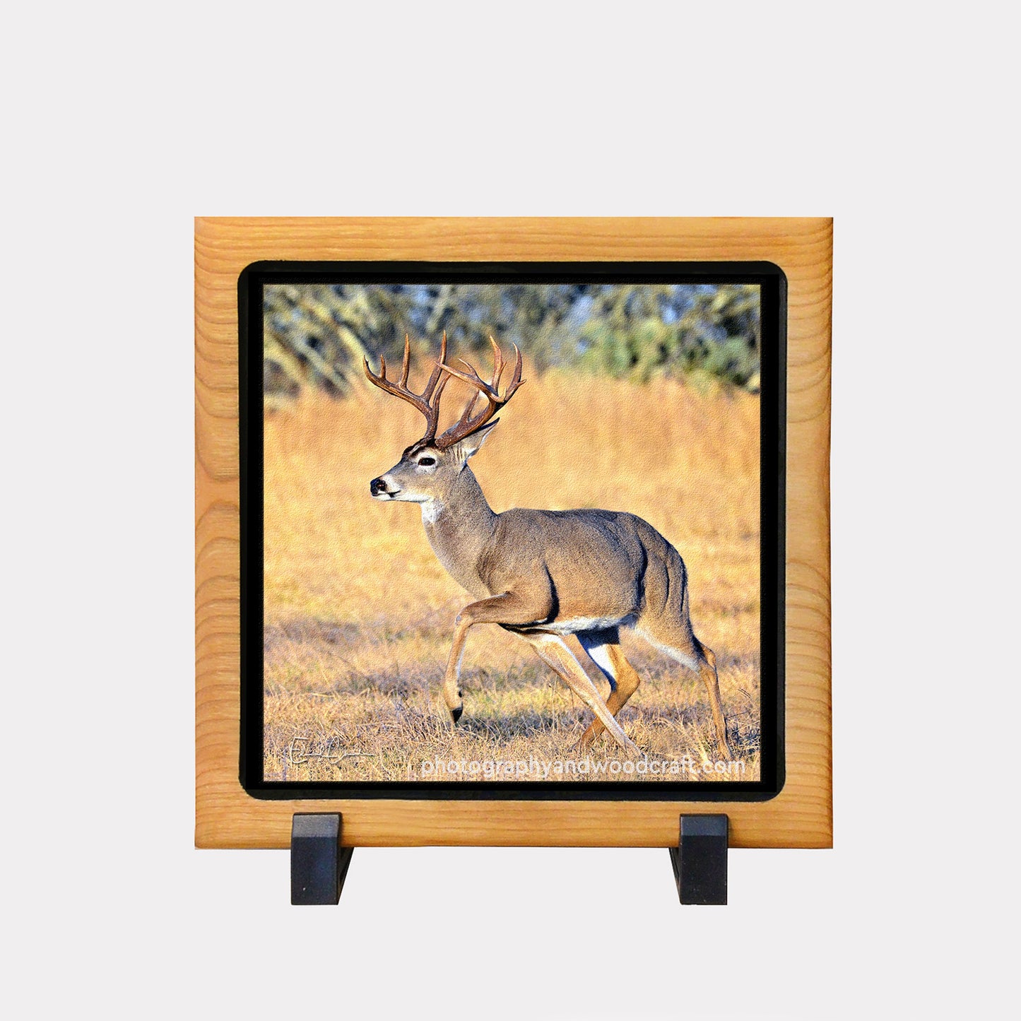 5" x 5" White-tail deer. Canvas Print in Solid Wood Floating Frame