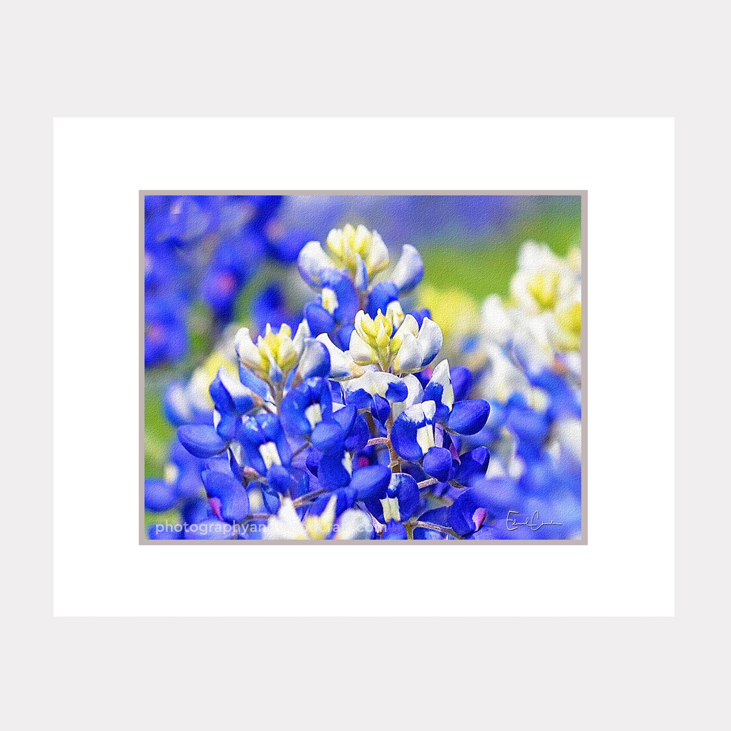 Wild Texas Bluebonnets (11" x 14") Matted Canvas Print