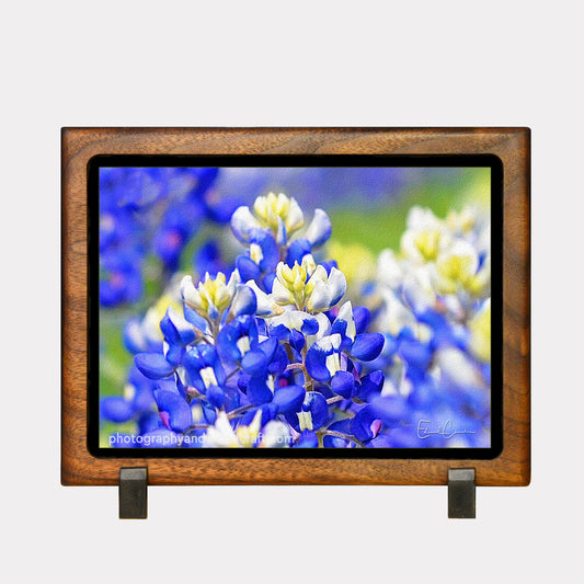 5" x 7" Texas Bluebonnets. Canvas Print in Solid Wood Floating Frame