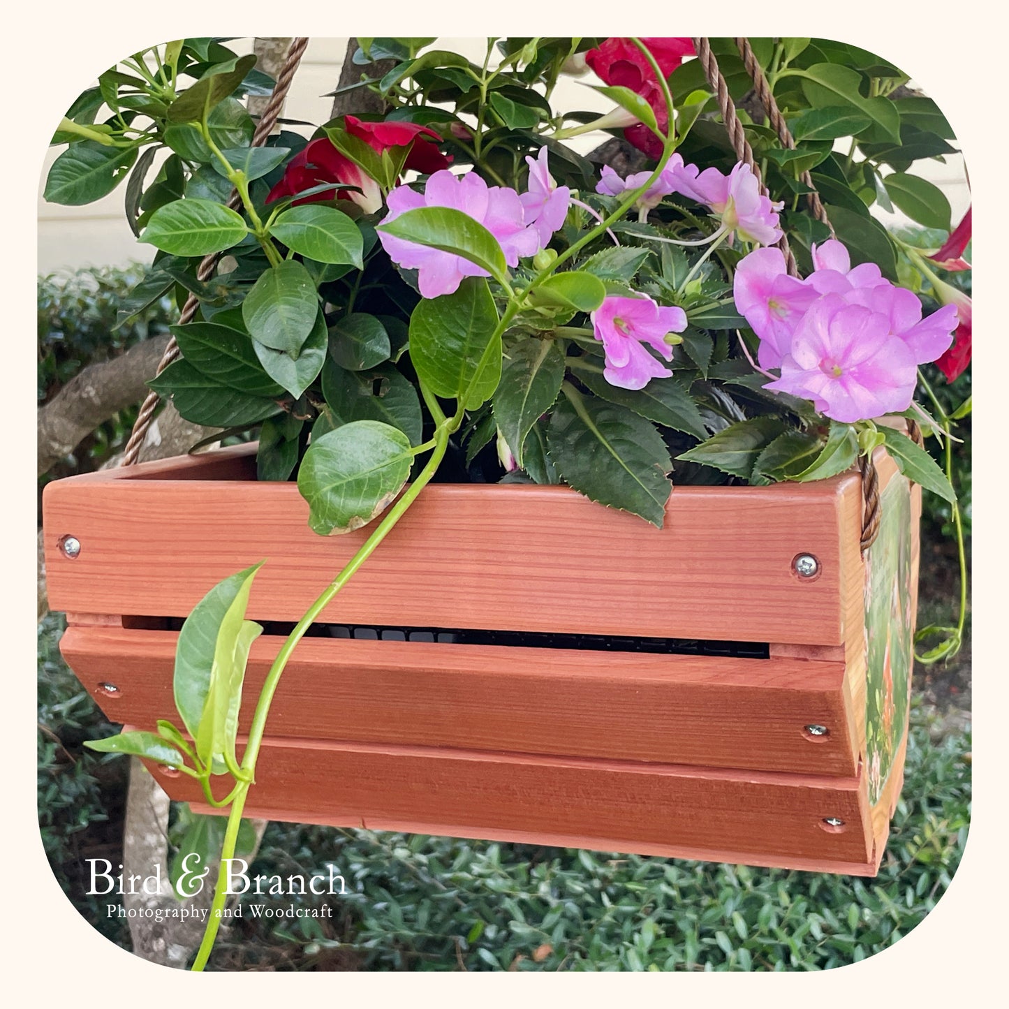 Rufous Hummingbird hanging cedar basket planter