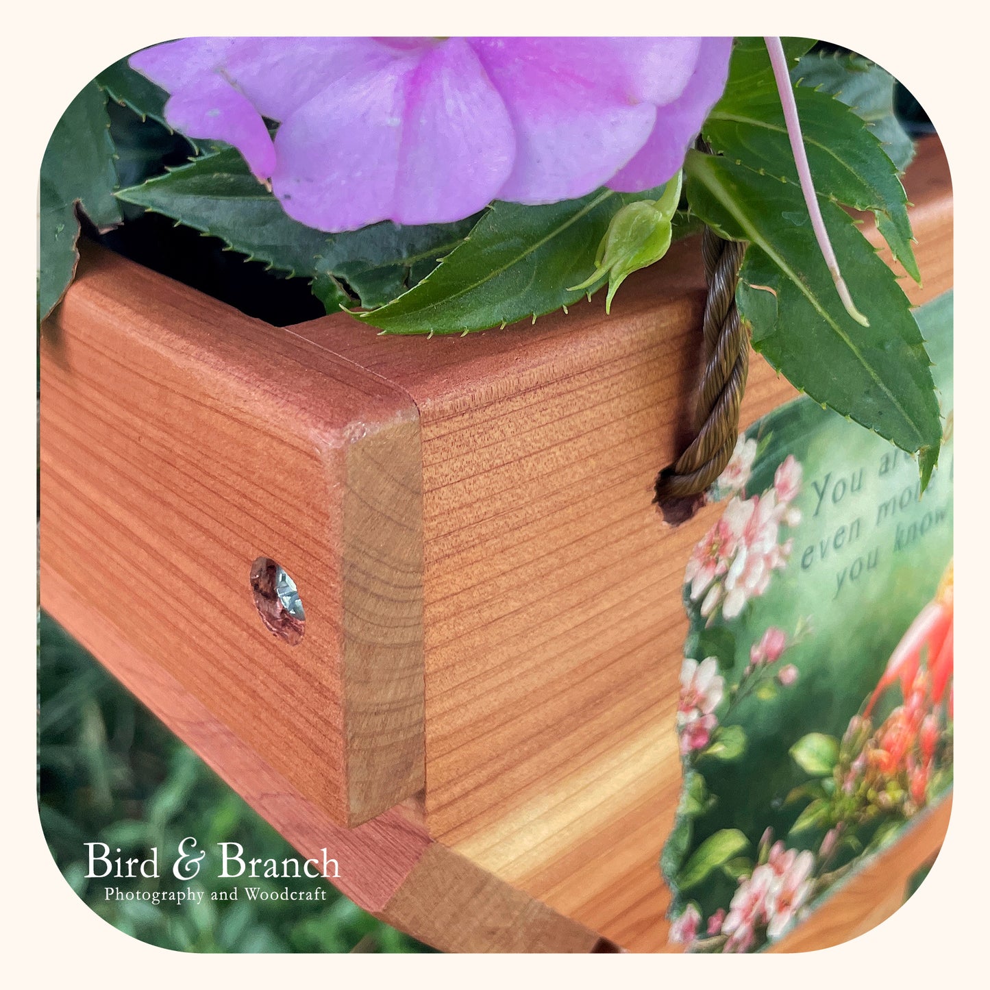 Rufous Hummingbird hanging cedar basket planter