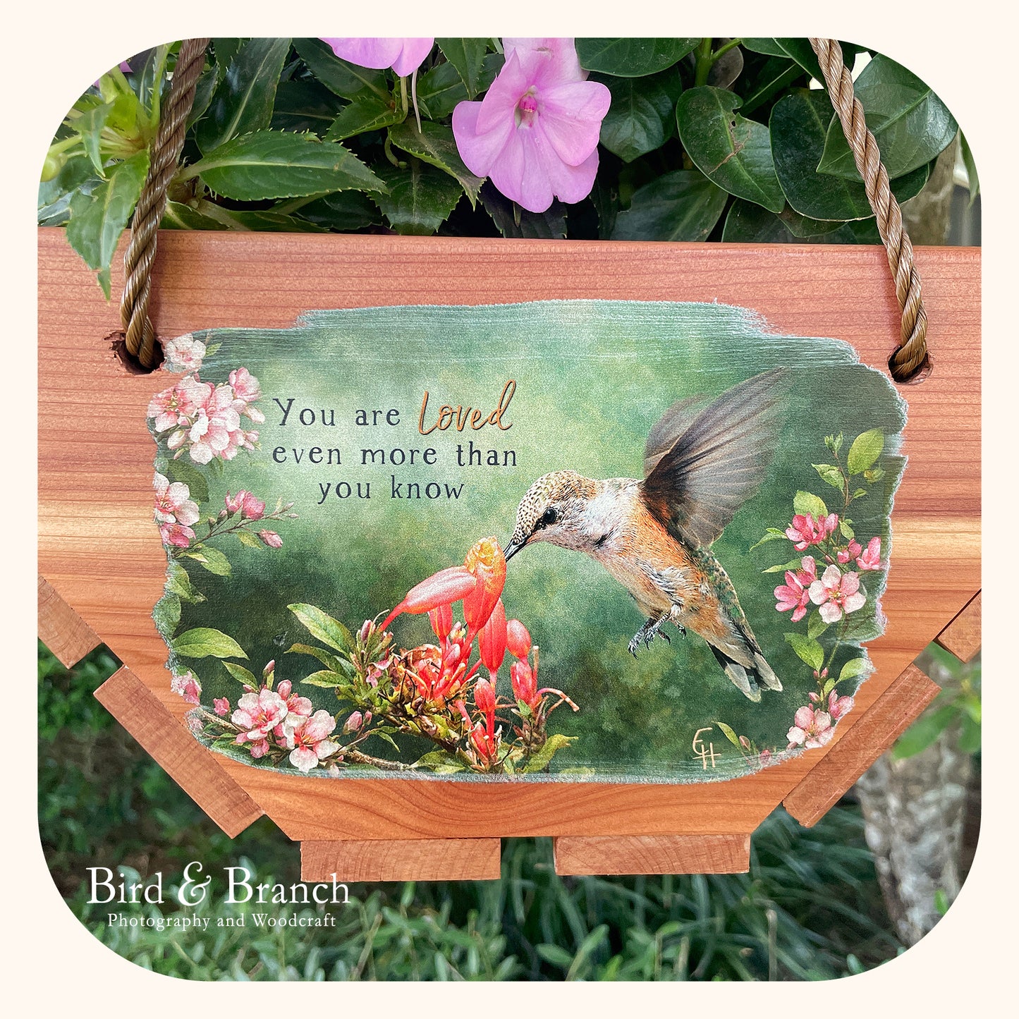 Rufous Hummingbird hanging cedar basket planter