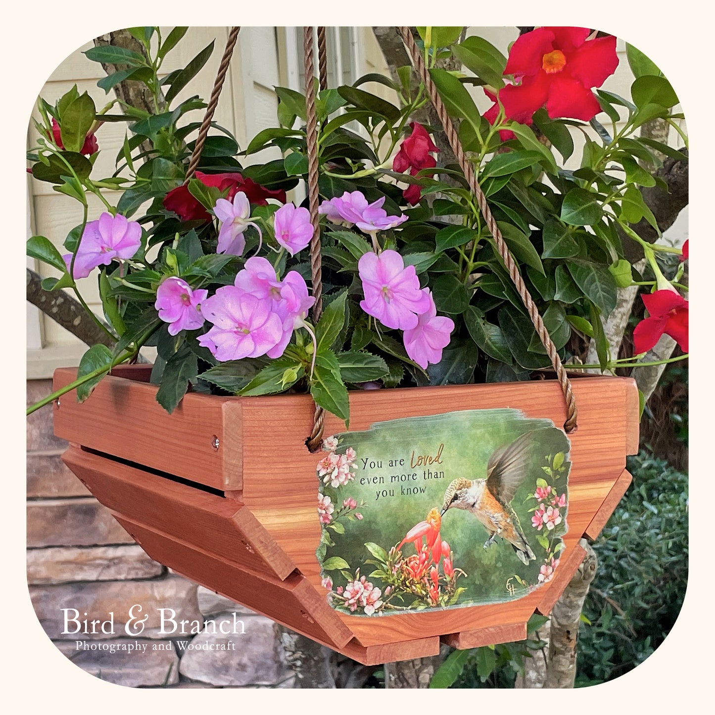 Rufous Hummingbird hanging cedar basket planter