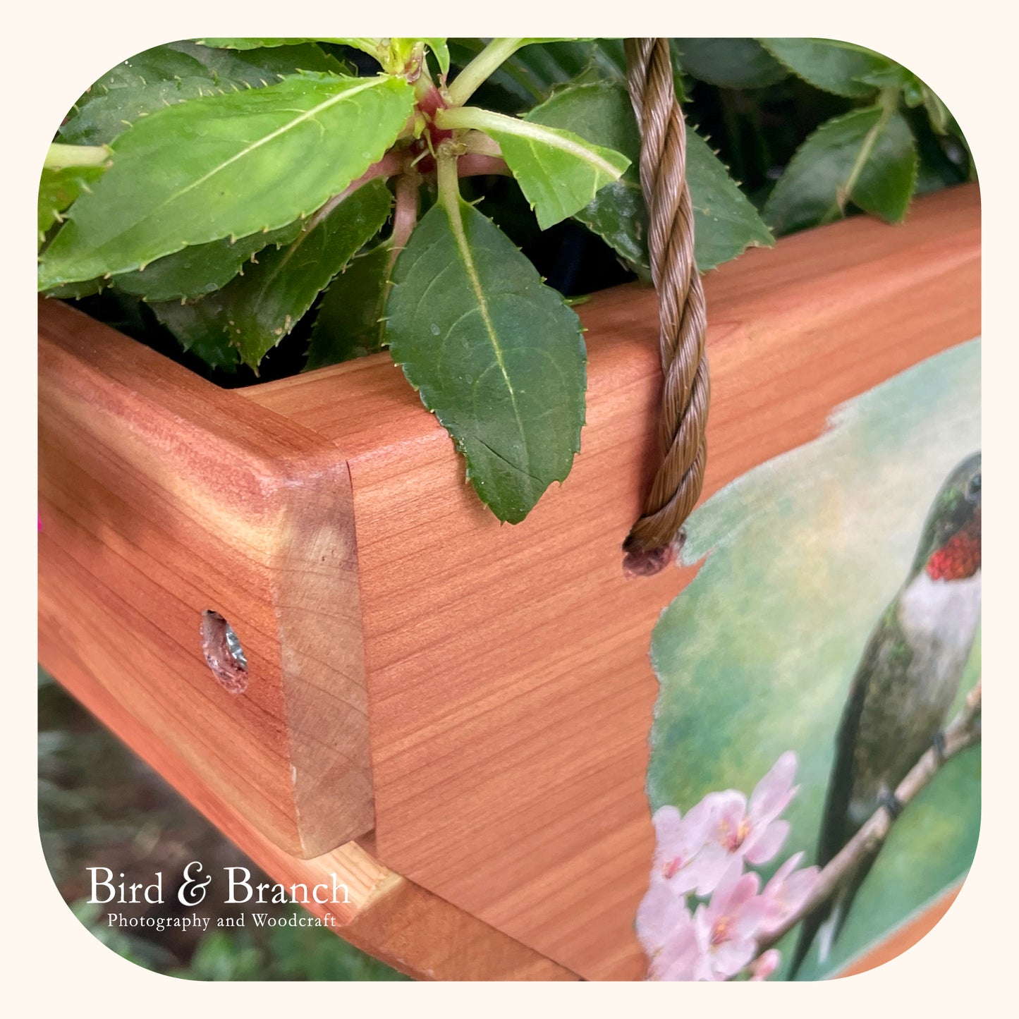 Ruby-throat hummingbird hanging cedar basket planter