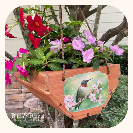 Ruby-throat hummingbird hanging cedar basket planter