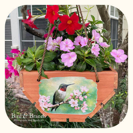 Ruby-throat hummingbird hanging cedar basket planter