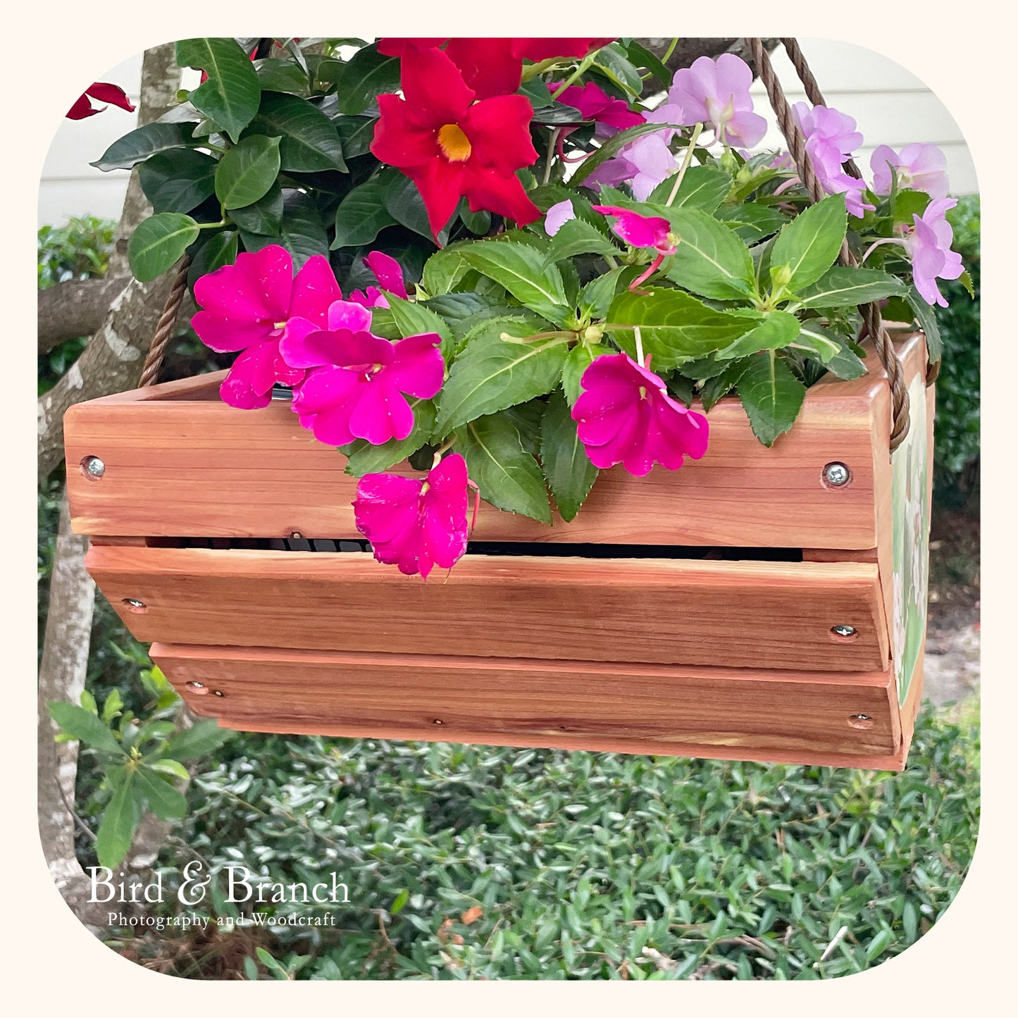 Ruby-throat hummingbird hanging cedar basket planter