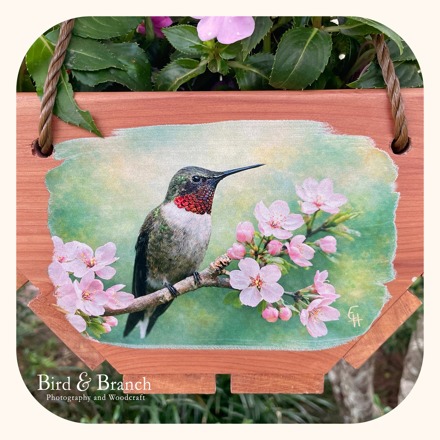 Ruby-throat hummingbird hanging cedar basket planter
