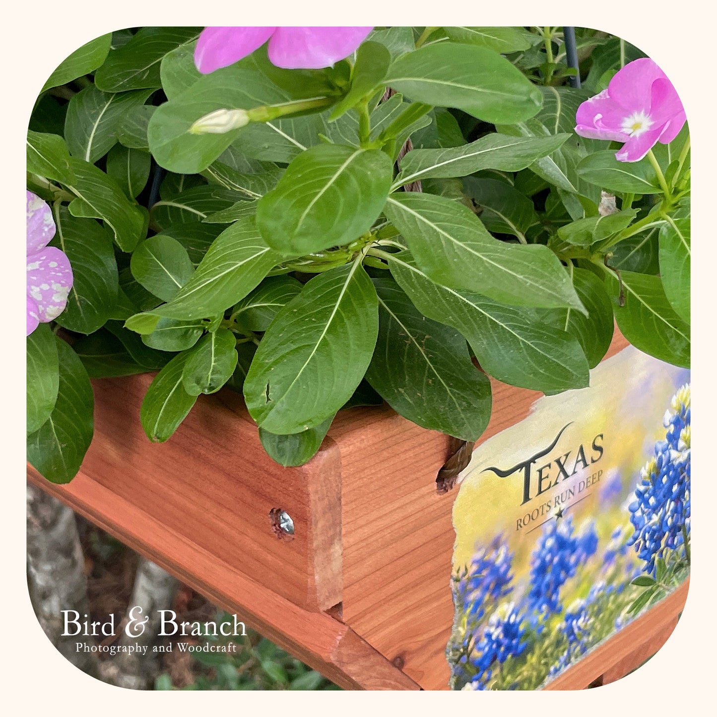 Texas Bluebonnets hanging cedar basket planter