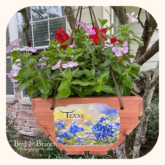 Texas Bluebonnets hanging cedar basket planter