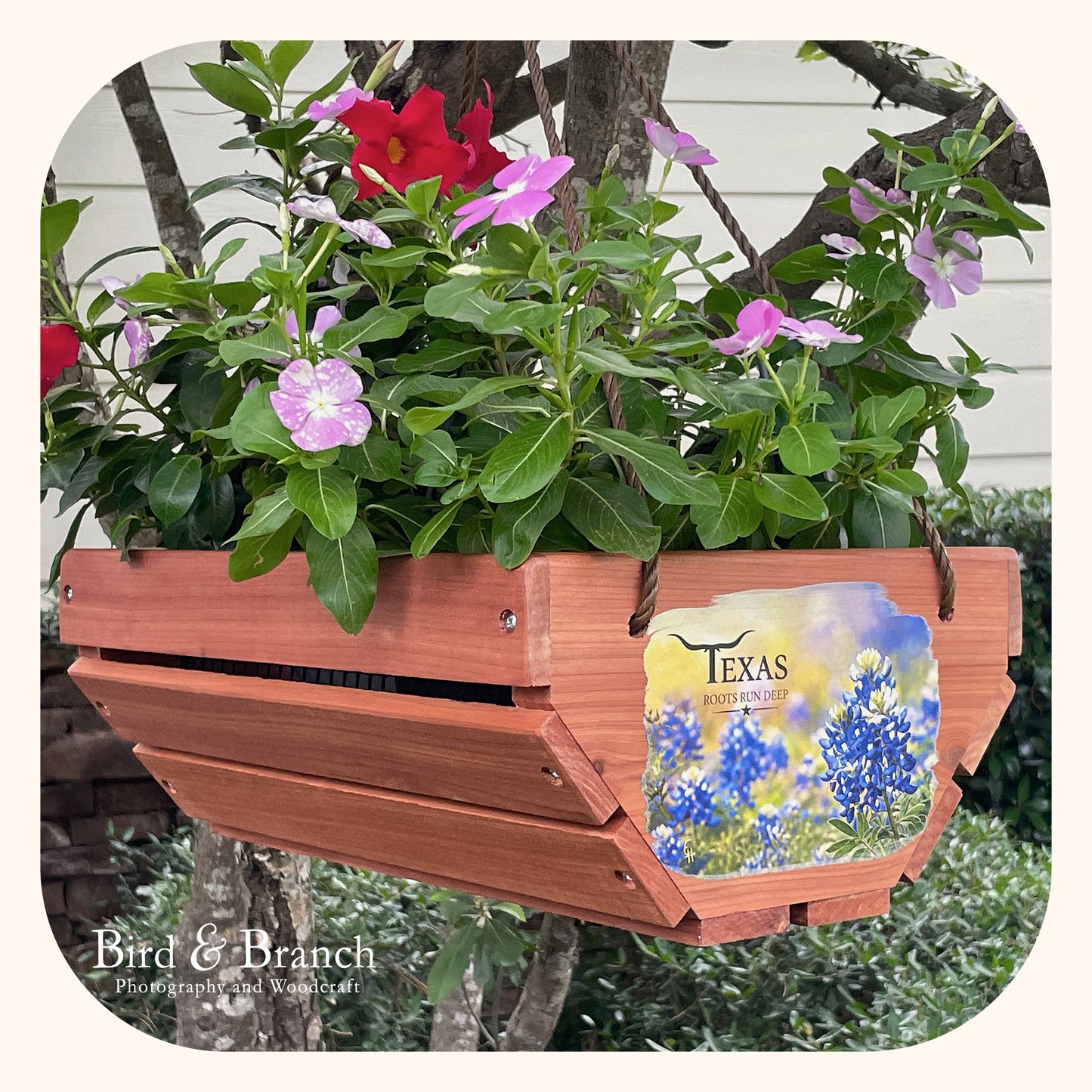 Texas Bluebonnets hanging cedar basket planter
