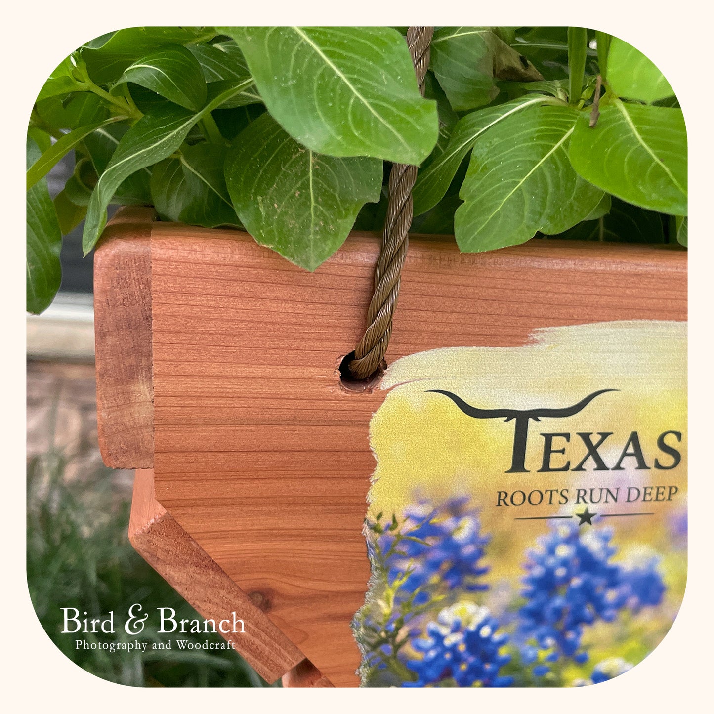 Texas Bluebonnets hanging cedar basket planter