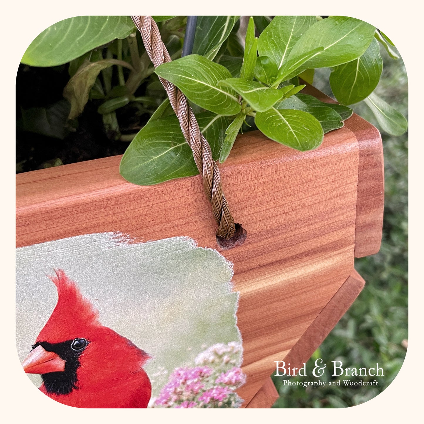 Northern Cardinal (red bird) hanging cedar basket planter