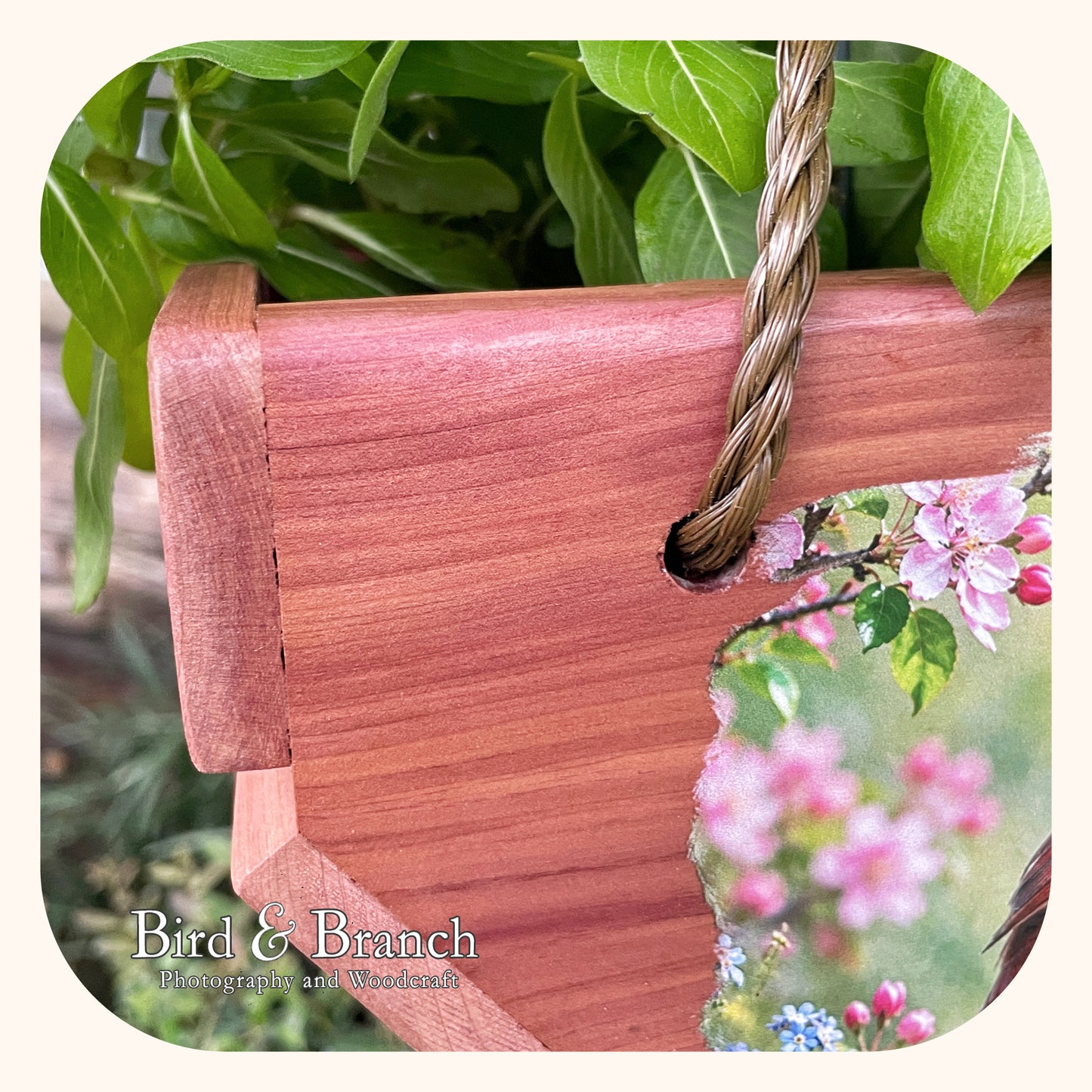 Cardinal hanging cedar basket planter