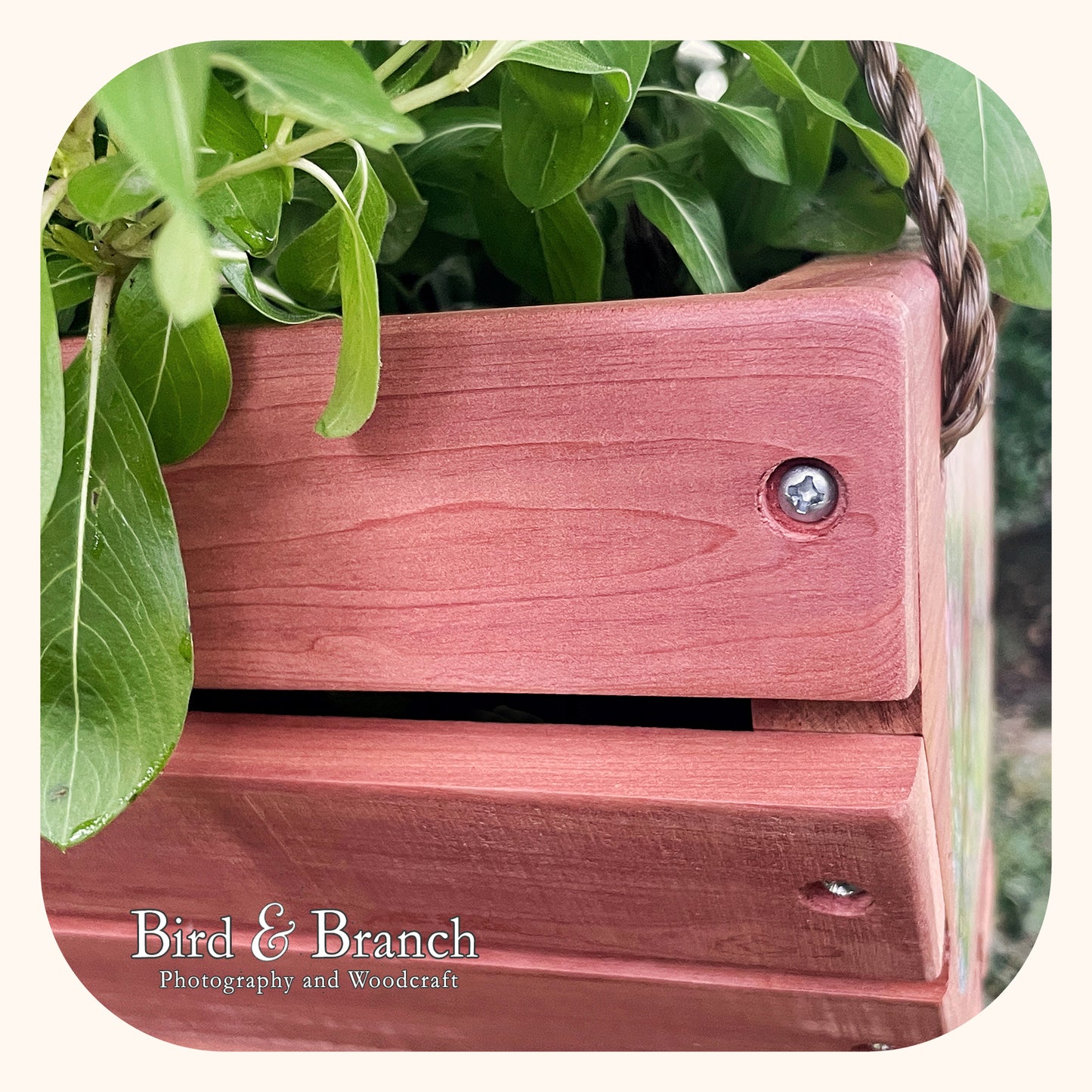 Cardinal hanging cedar basket planter