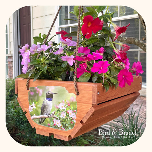 Black-chinned hummingbird hanging cedar basket planter