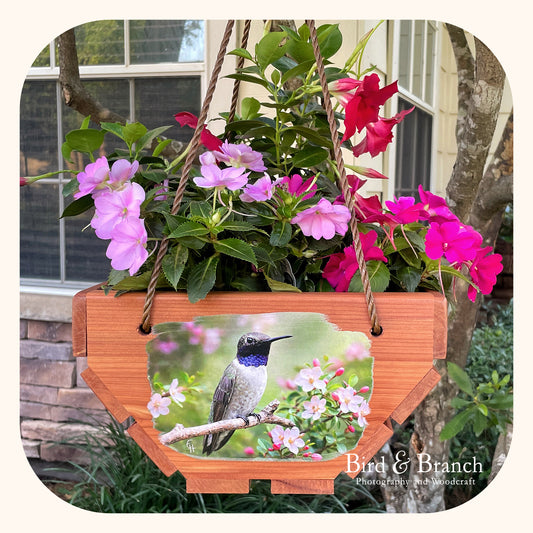 Black-chinned hummingbird hanging cedar basket planter