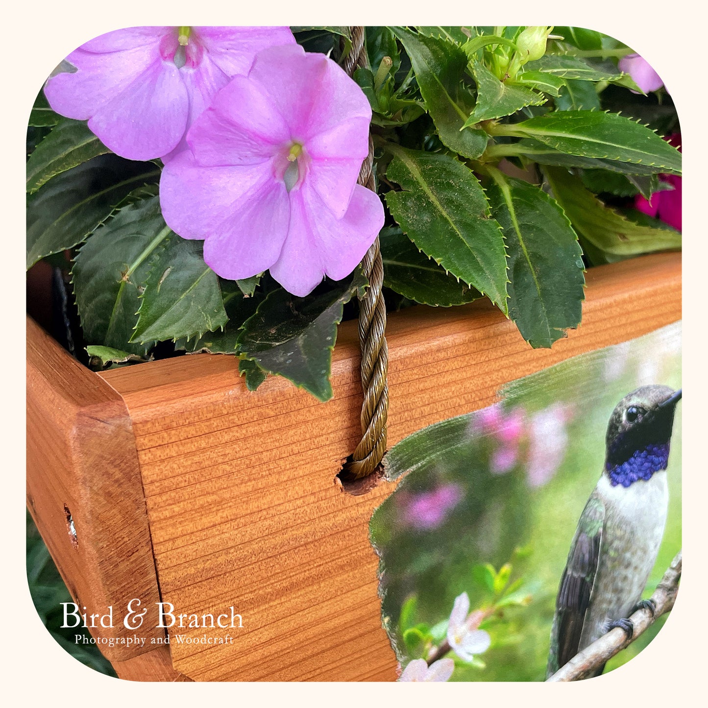 Black-chinned hummingbird hanging cedar basket planter