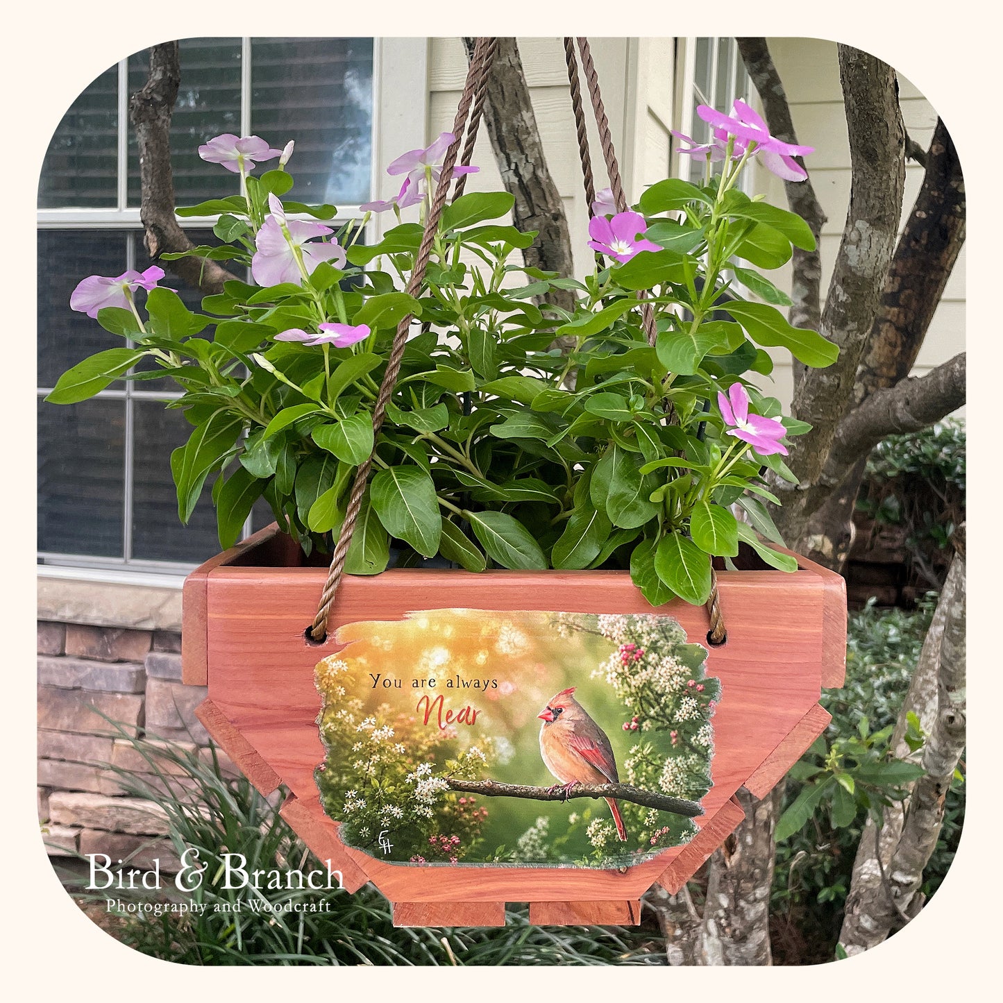 Lady Cardinal hanging cedar basket planter