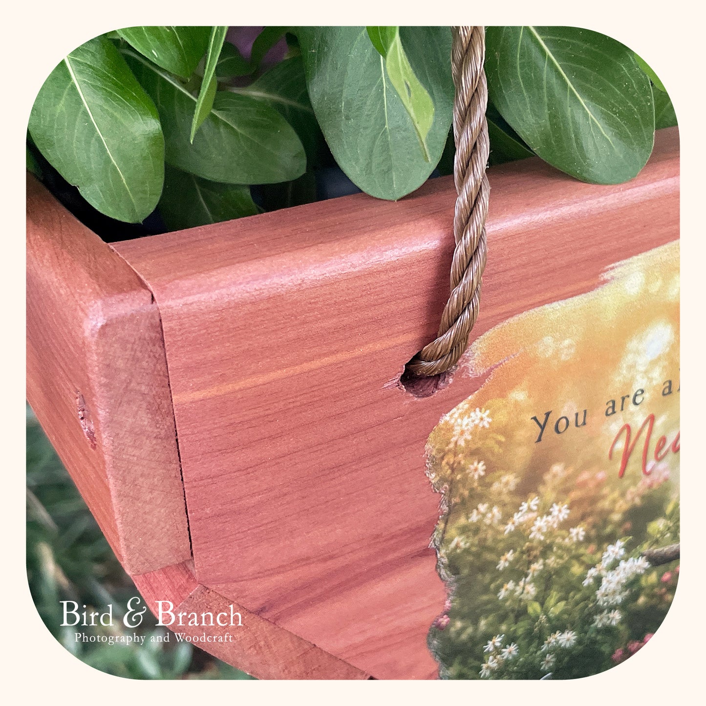 Lady Cardinal hanging cedar basket planter