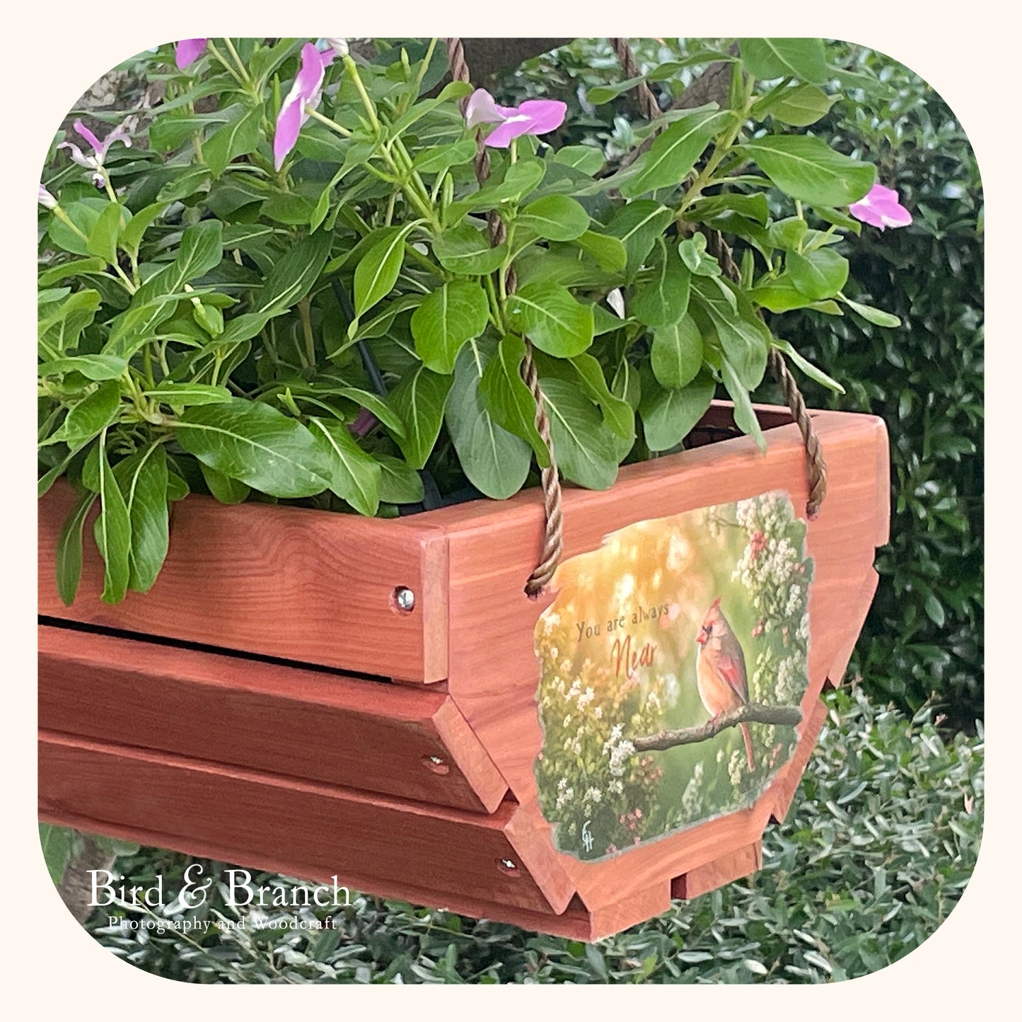 Lady Cardinal hanging cedar basket planter
