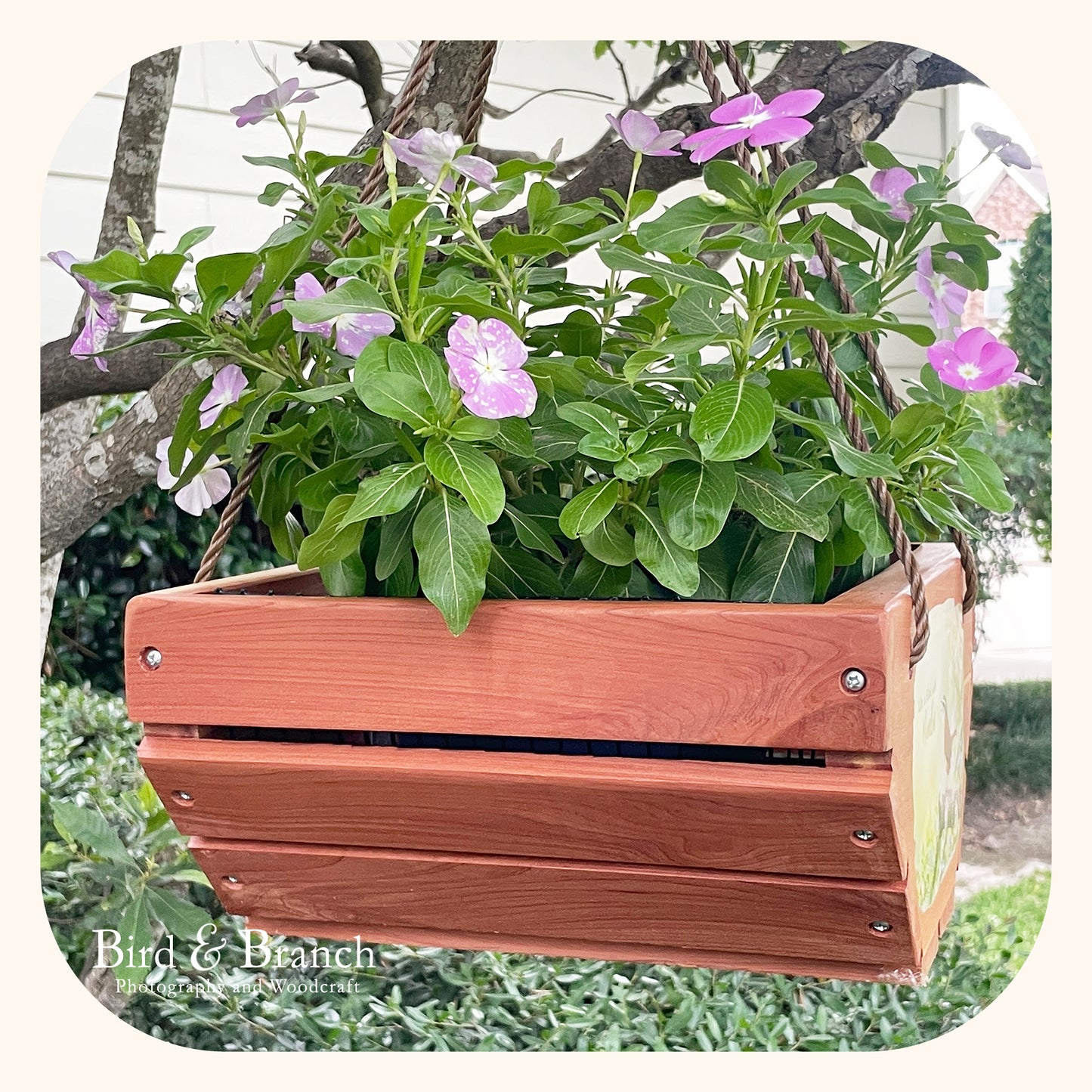 Carolina Wren hanging cedar basket planter