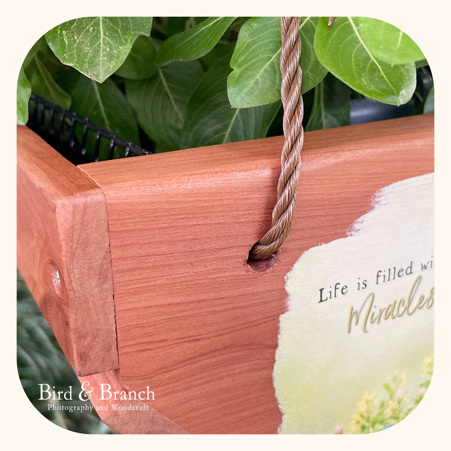 Carolina Wren hanging cedar basket planter