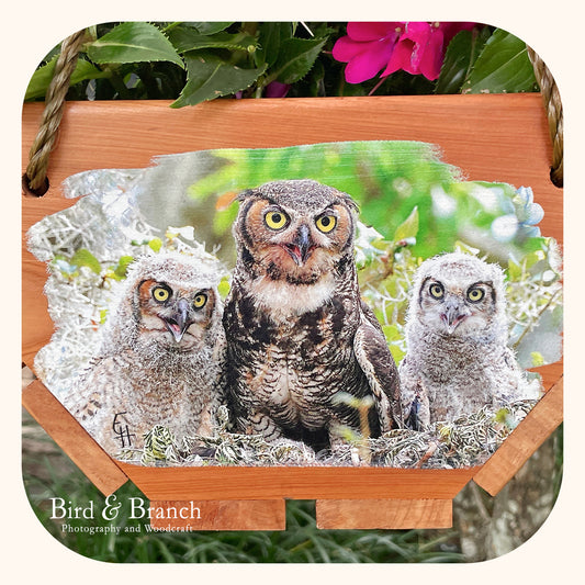 Great Horned Owl family hanging cedar basket planter