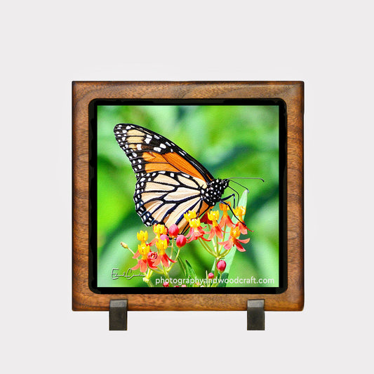 5" x 5" Monarch Butterfly. Canvas Print in Solid Wood Floating Frame