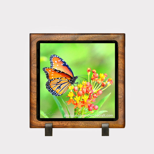 5" x 5" Queen Butterfly. Canvas Print in Solid Wood Floating Frame