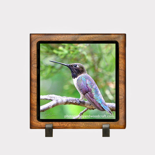 5" x 5" Hummingbird. Canvas Print in Solid Wood Floating Frame