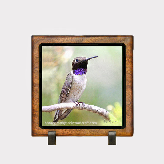5" x 5" Hummingbird. Canvas Print in Solid Wood Floating Frame