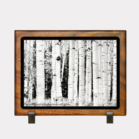 5" x 7" Aspen trees. Canvas Print in Solid Wood Floating Frame