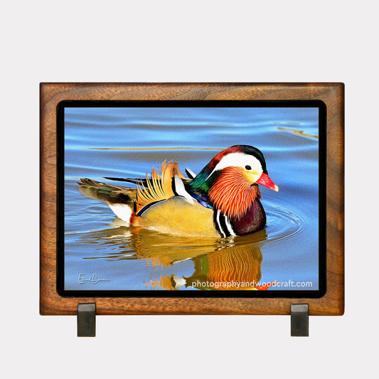 5" x 7" Mandarin Duck. Canvas Print in Solid Wood Floating Frame