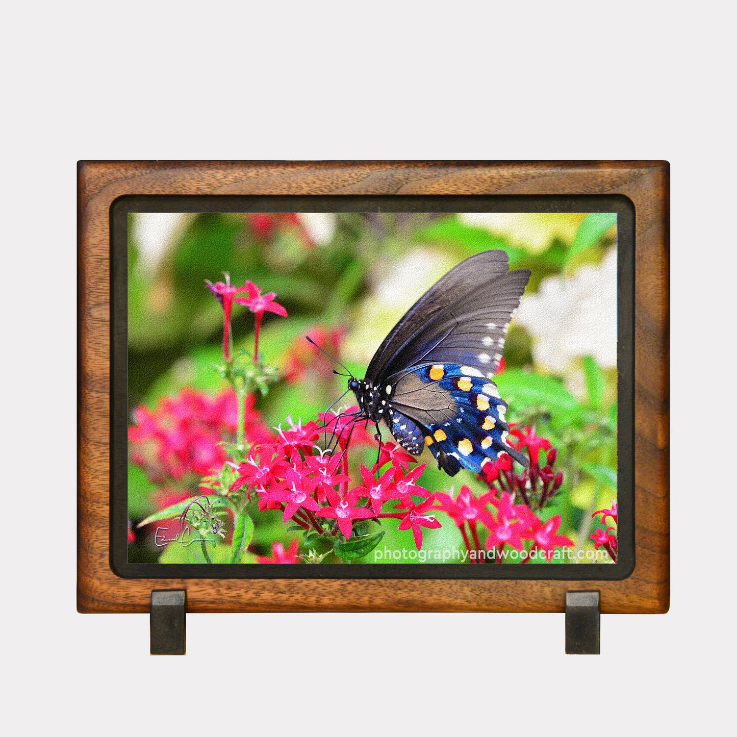 5" x 7" Pipevine Butterfly. Canvas Print in Solid Wood Floating Frame