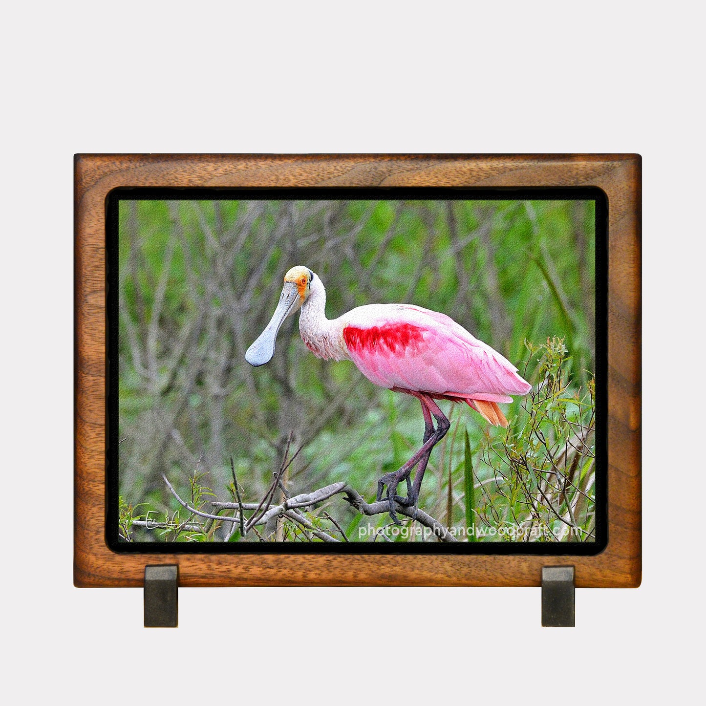 5" x 7" Roseate Spoonbill. Canvas Print in Solid Wood Floating Frame