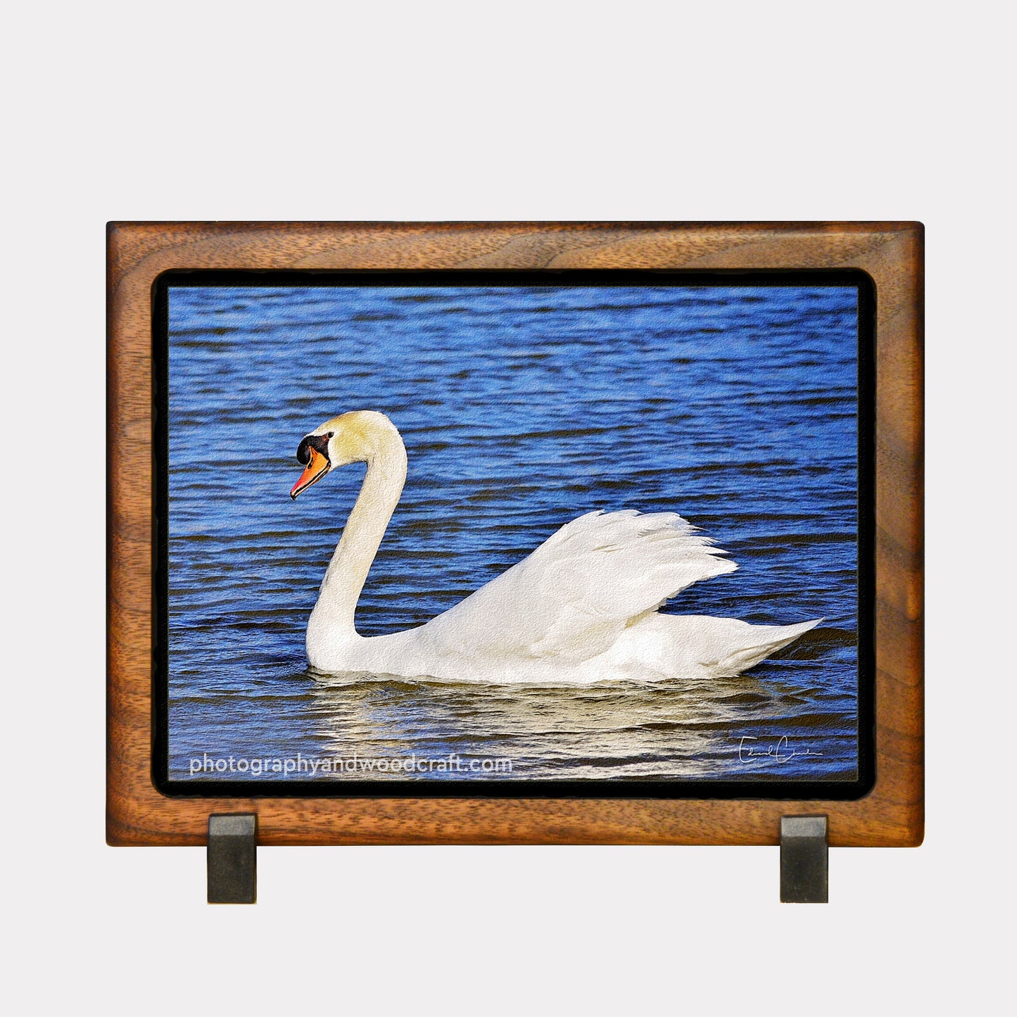 5" x 7" Swan. Canvas Print in Solid Wood Floating Frame