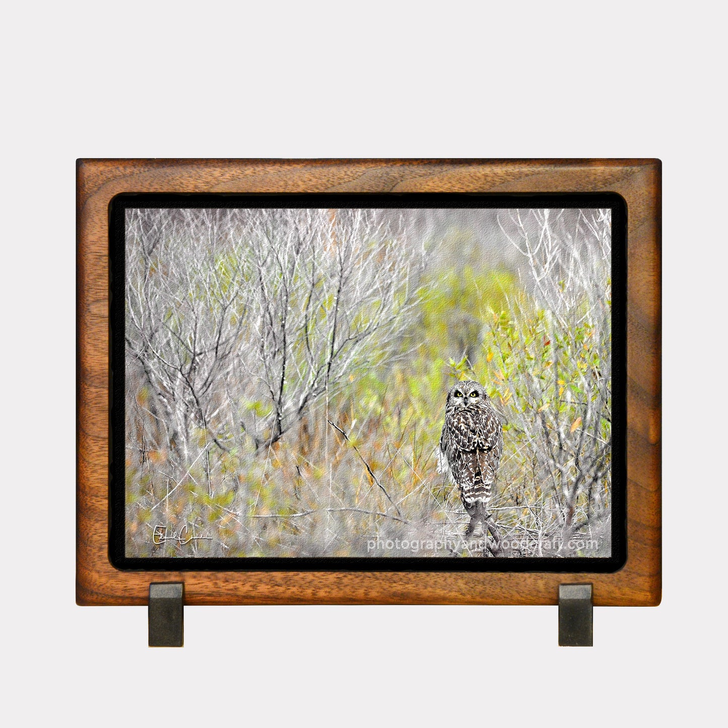 5" x 7" Owl. Canvas Print in Solid Wood Floating Frame