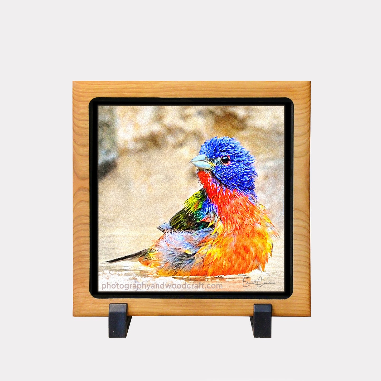 5" x 5" Painted Bunting. Canvas Print in Solid Wood Floating Frame